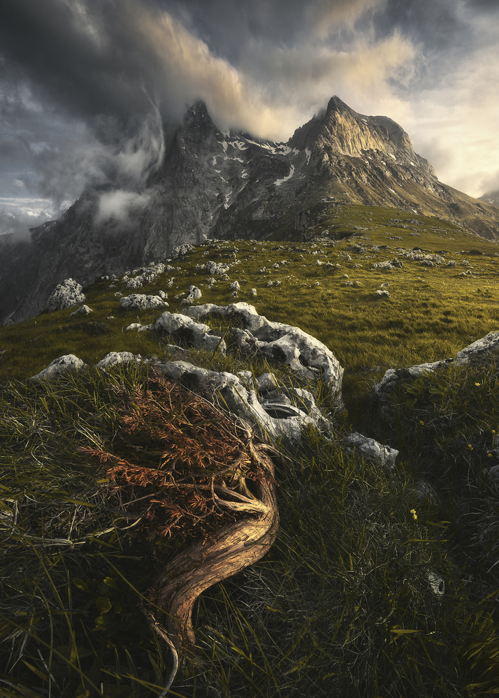 "Majestic Giants" von Roksolyana Hilevych