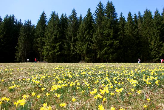 Narzissen im Nationalpark Eifel von Rolf Vennenbernd