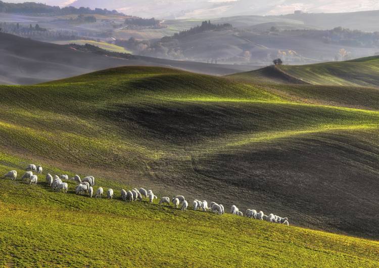 pastoral von Roman Lipinski