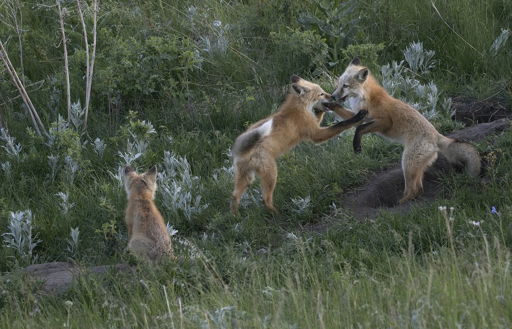 Just having fun von Ronald Scott Johnson