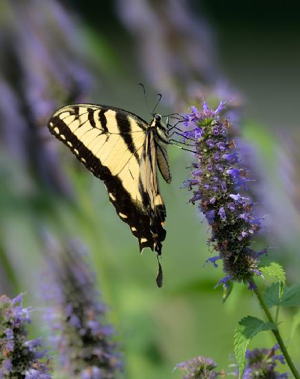A Passion for Purple