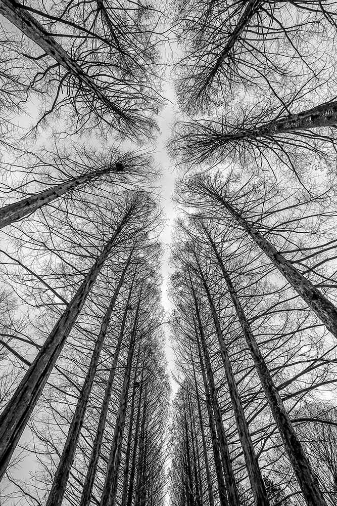 Die Straße von Ronni Santoso