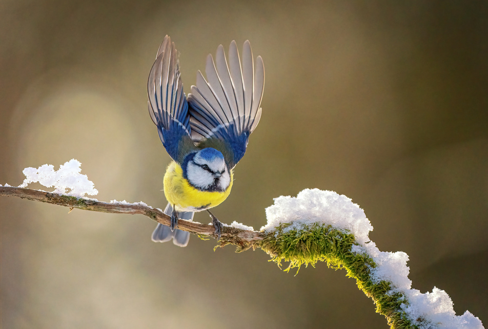 Eurasian blue tit von Ronny Olsson