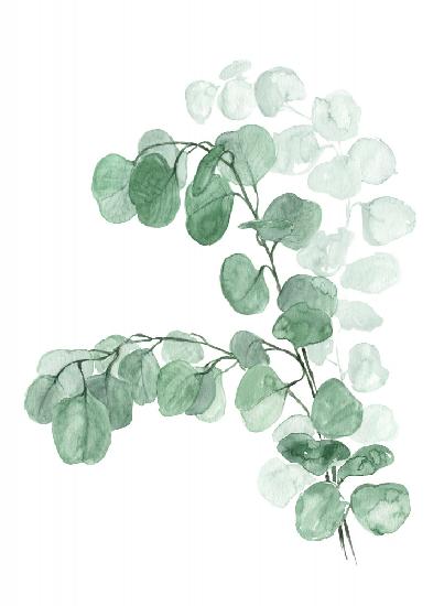 Watercolor silver dollar eucalyptus