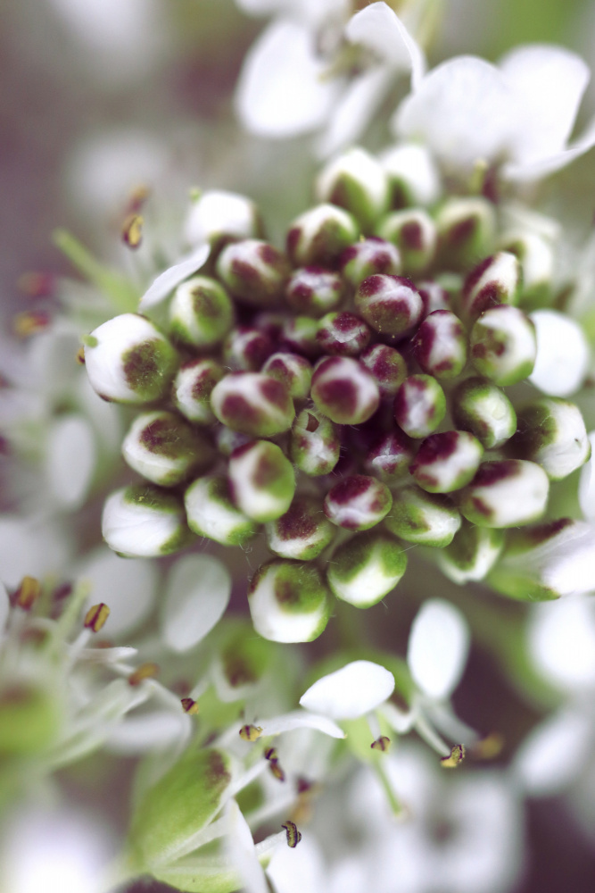 Cluster I von Rosana Laiz Blursbyai