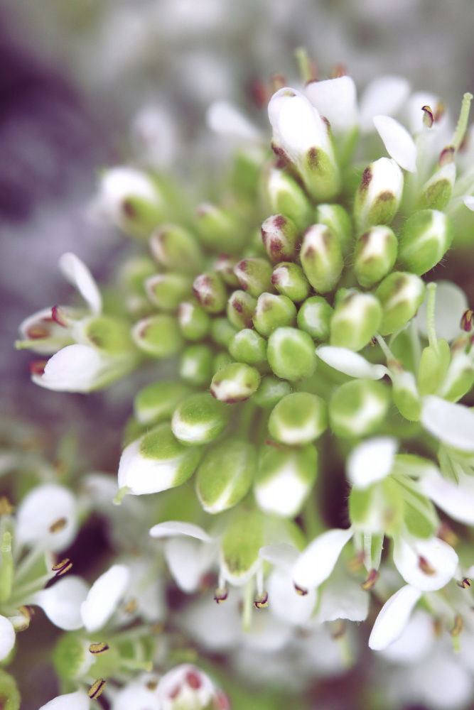 Cluster II von Rosana Laiz Blursbyai