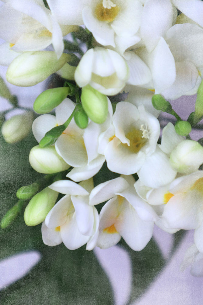 Distressed freesias I von Rosana Laiz Blursbyai