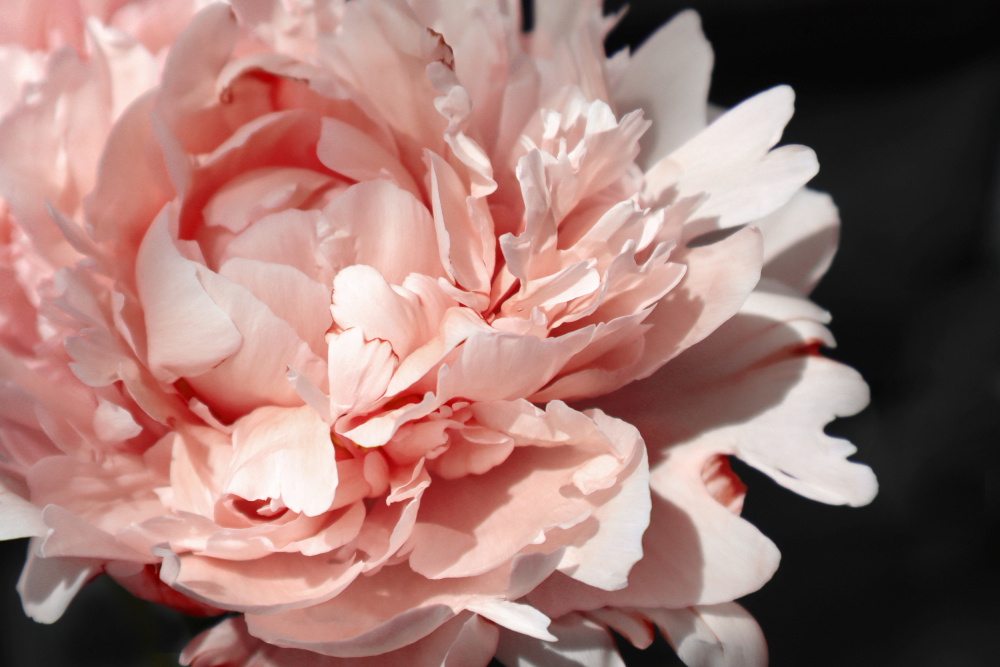 Blush peony VI von Rosana Laiz Blursbyai