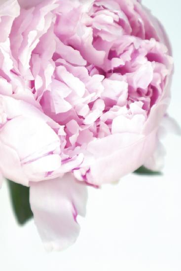 Subdued peony VII