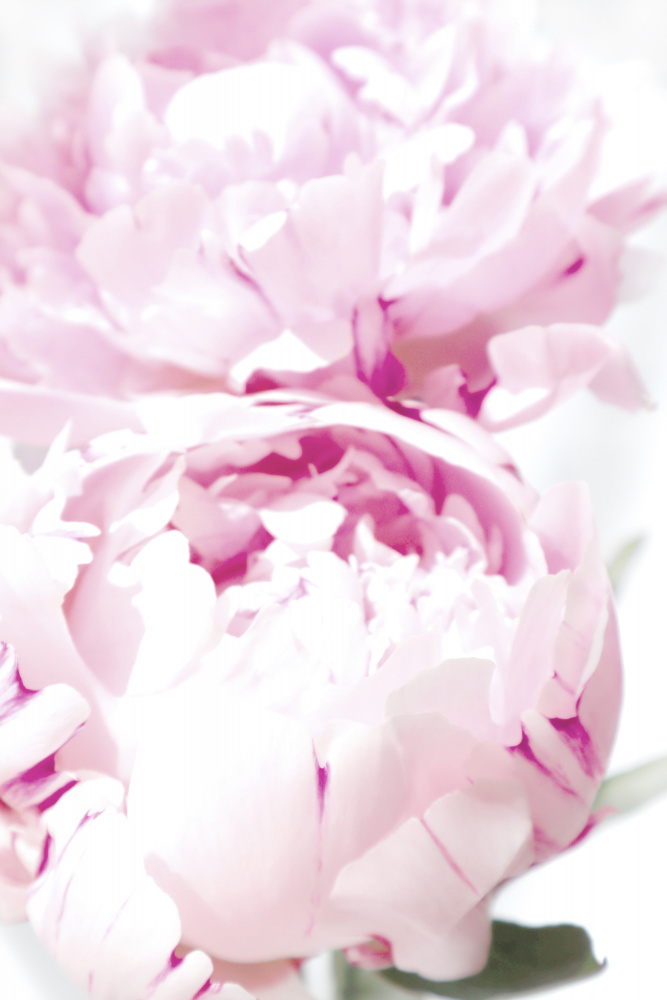 Subdued peony X von Rosana Laiz Blursbyai