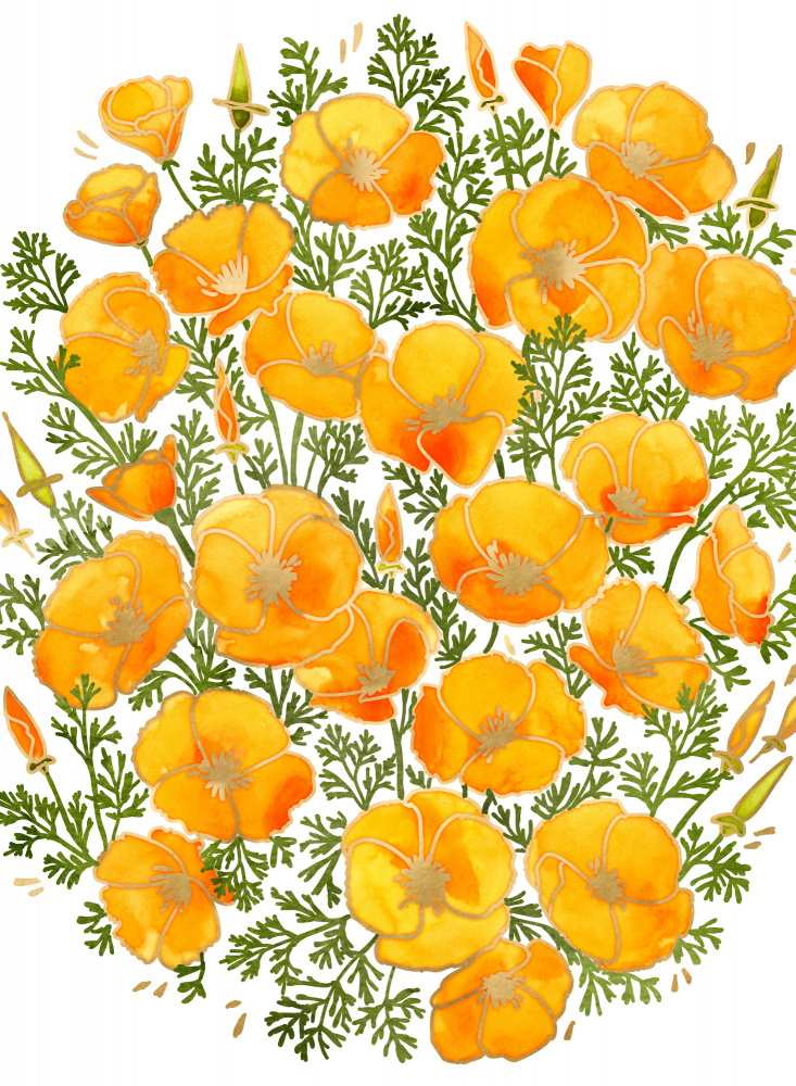 Gold accented California poppies von Rosana Laiz Blursbyai
