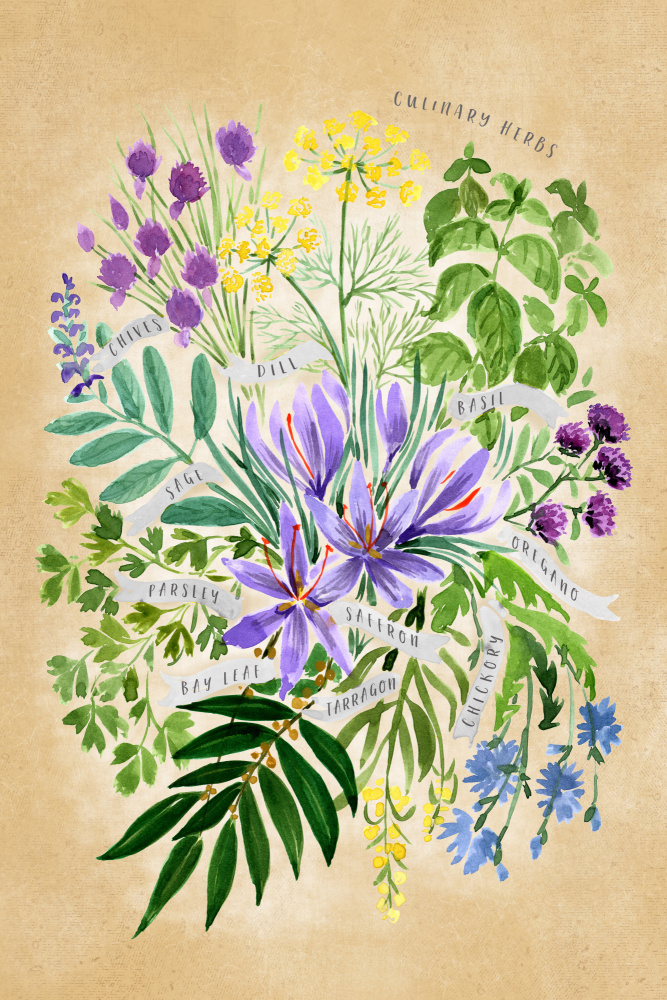 Culinary herbs in vintage sepia von Rosana Laiz Blursbyai