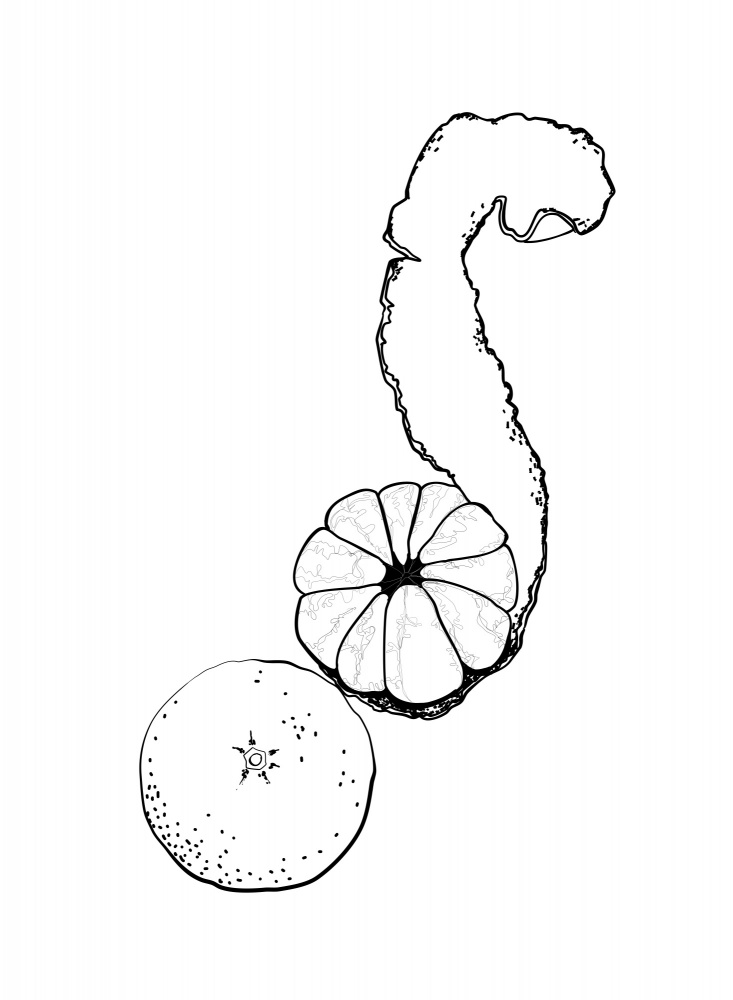Line art tangerine von Rosana Laiz Blursbyai
