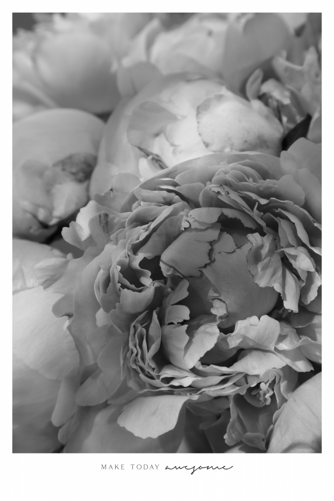 Make today awesome peonies BW von Rosana Laiz Blursbyai