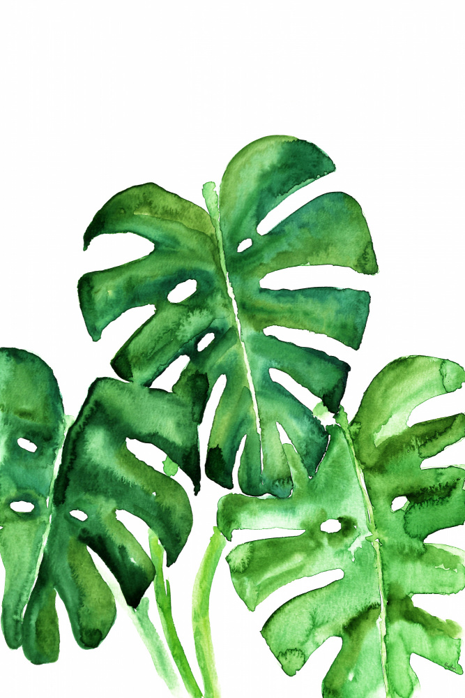 Monstera leaves in loose watercolor von Rosana Laiz Blursbyai