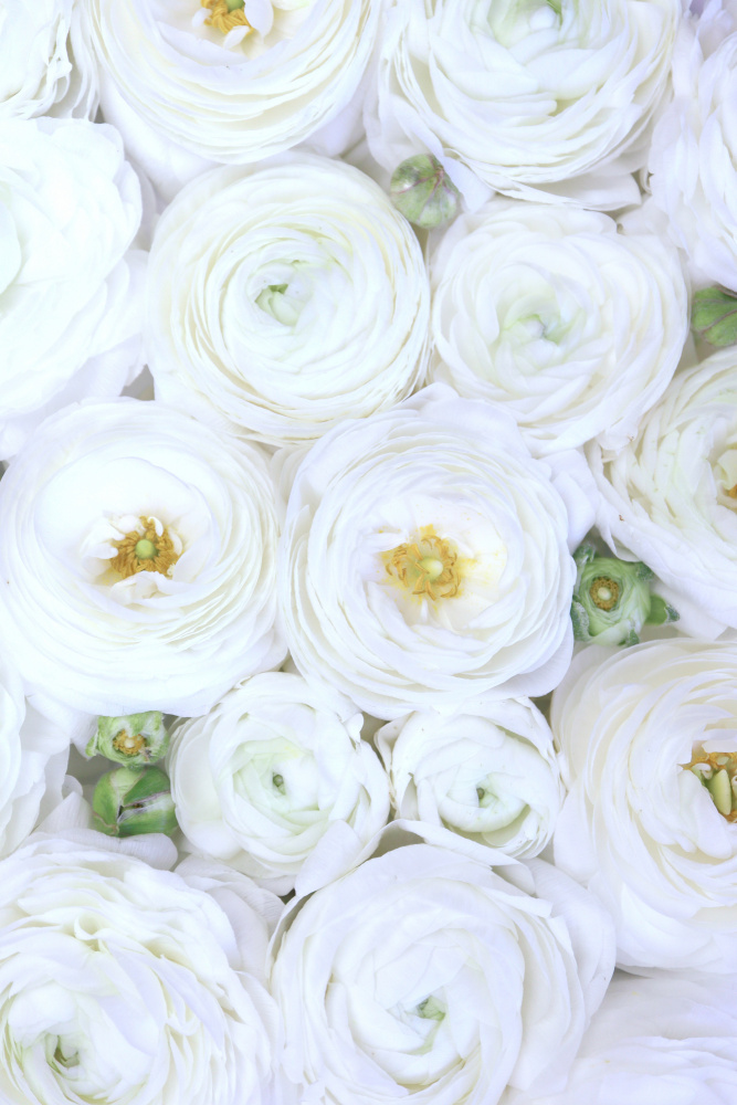 Pure white ranunculus von Rosana Laiz Blursbyai