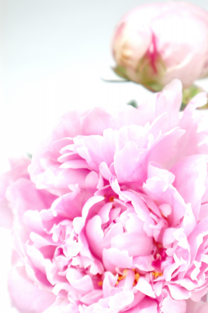 Pink peony IX von Rosana Laiz Blursbyai