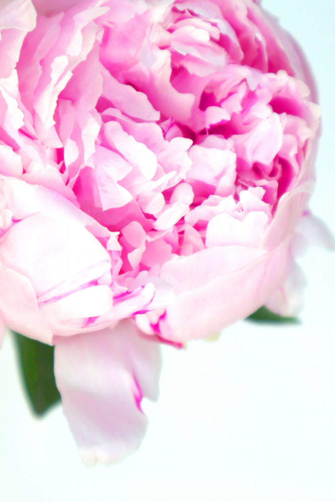Pink peony VII von Rosana Laiz Blursbyai