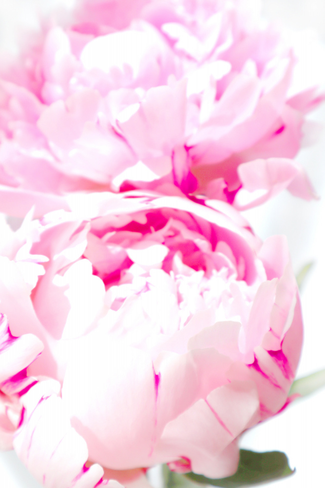 Pink peony X von Rosana Laiz Blursbyai