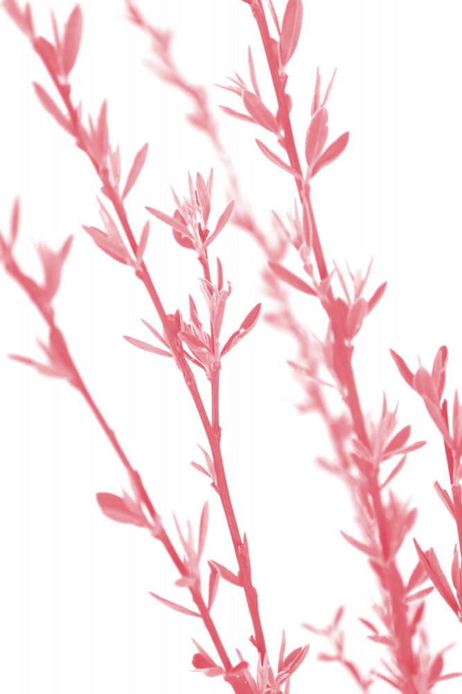 Pink dainty branch von Rosana Laiz Blursbyai