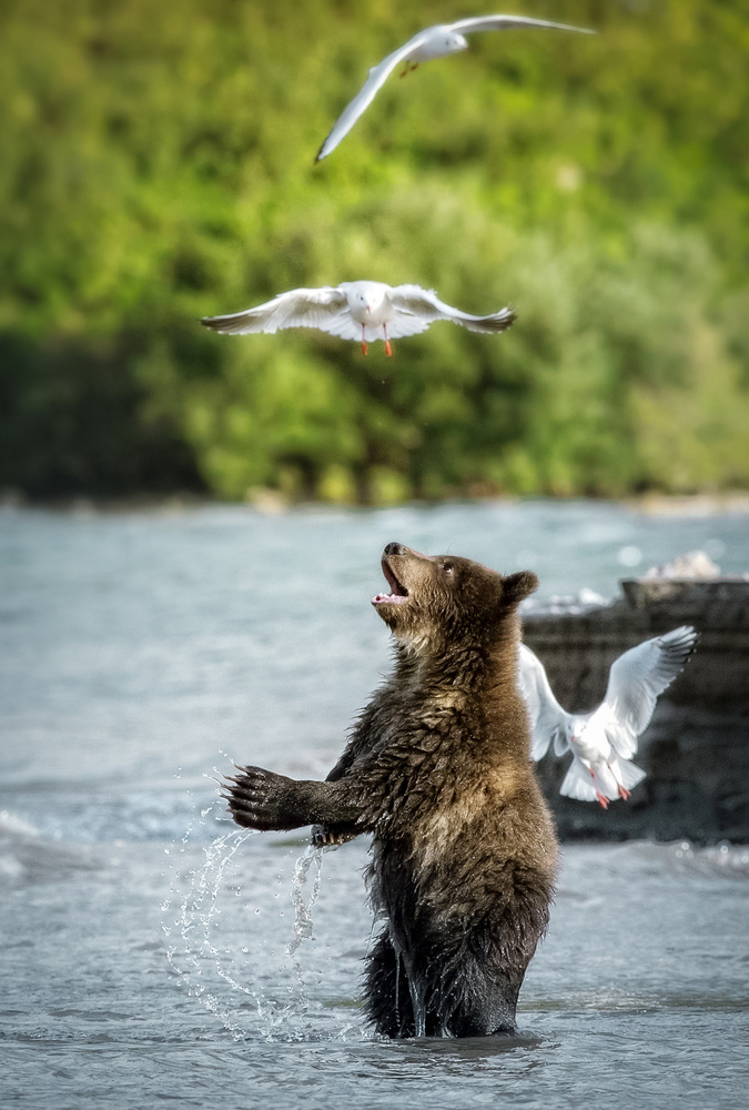 Just Hope von Roshkumar