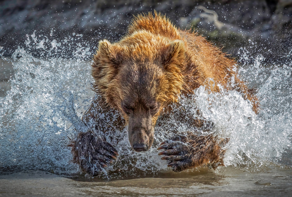 Bear Action von Roshkumar