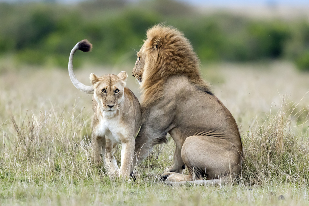 Lioness Tempting For The Mating von Roshkumar