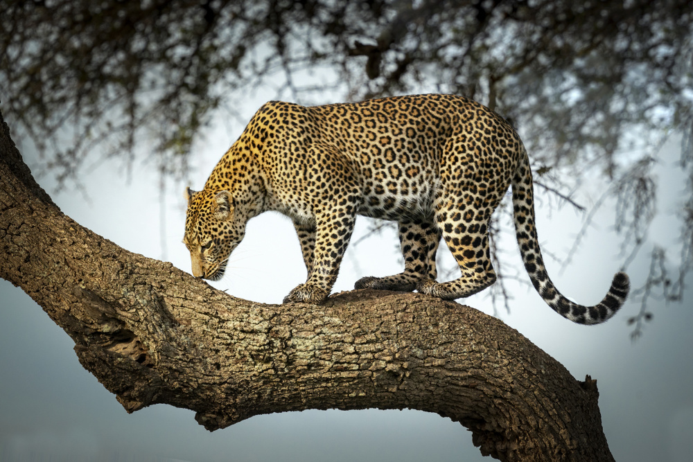 Waiting For The Moment von Roshkumar