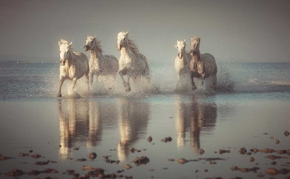 Camargue-Pferde von Rostovskiy Anton
