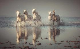 Camargue-Pferde
