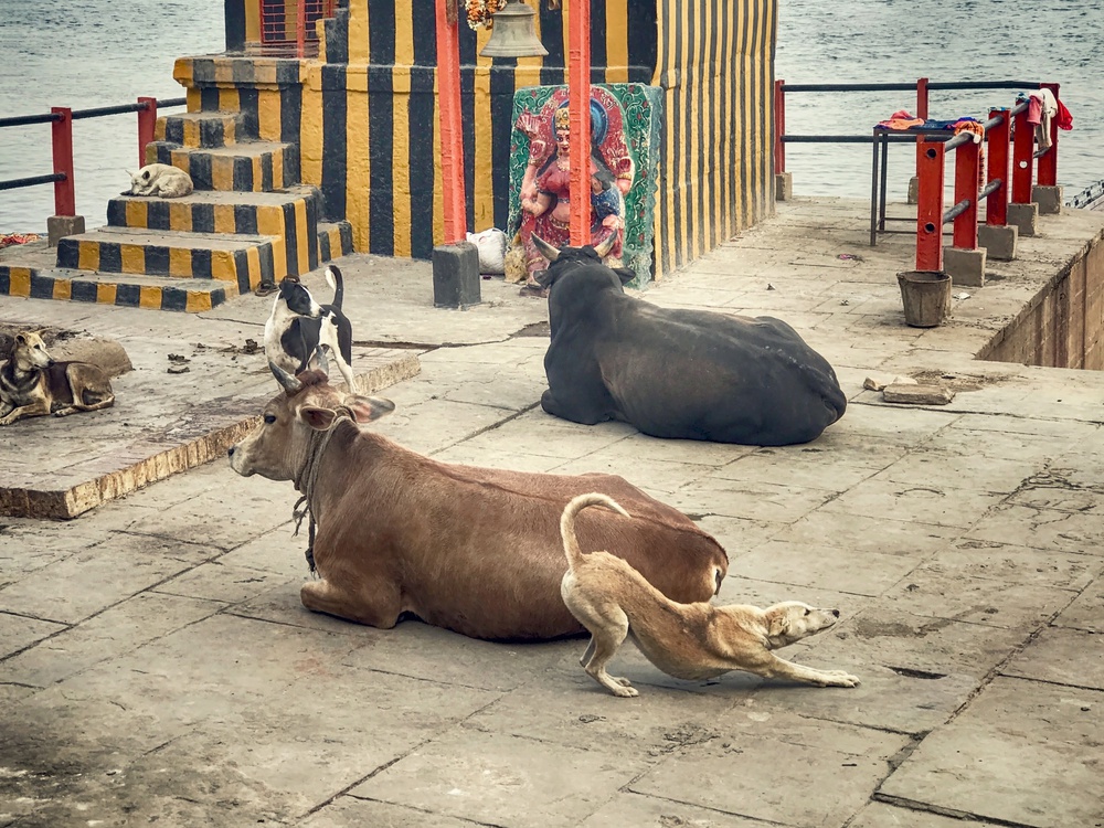 The bow von Roxana Labagnara