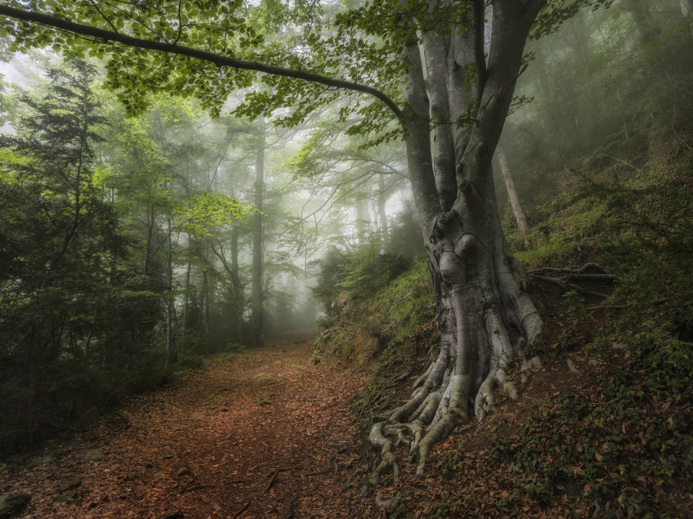 Into the forest von Ruben Ramos