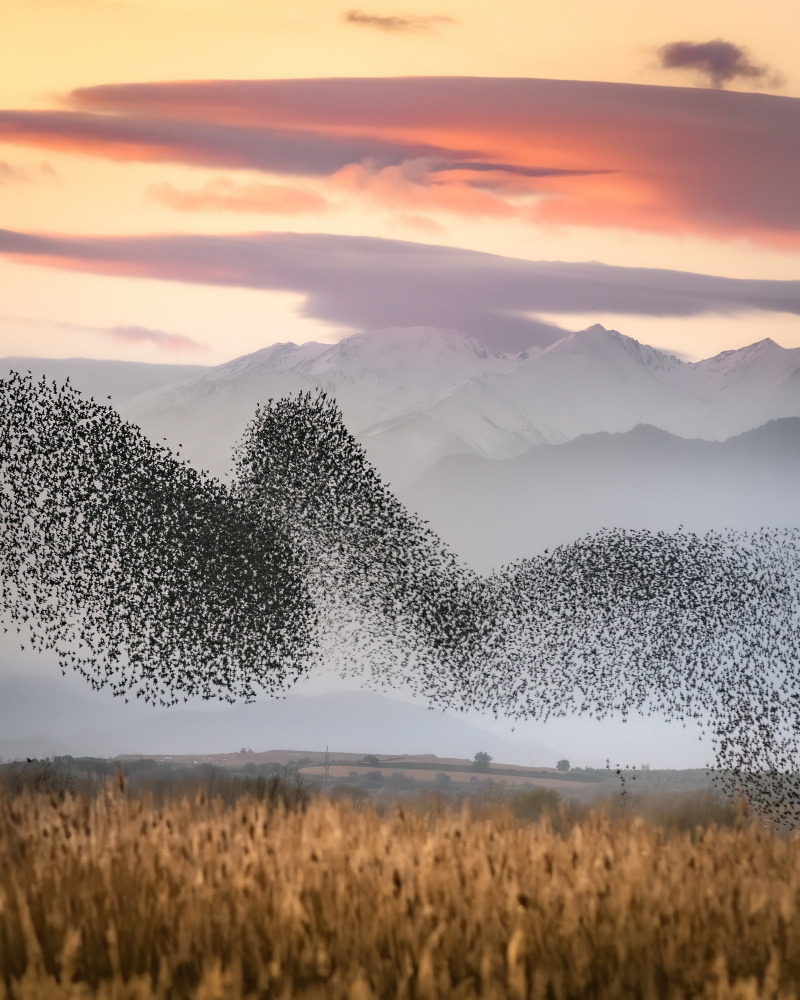 Murmuration von Ruben Ramos