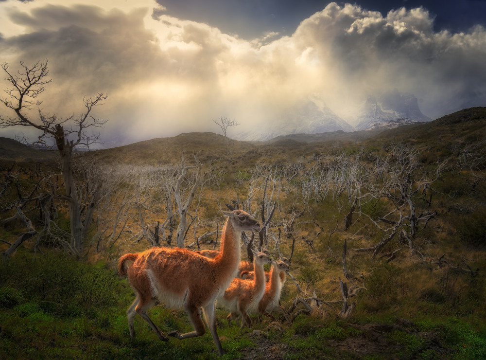 Environmental Portrait of Guanacos von Ruiqing P.