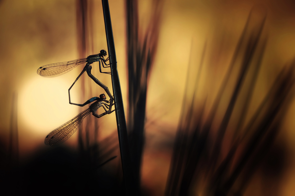 Love in The Dark von Ruri Irawan