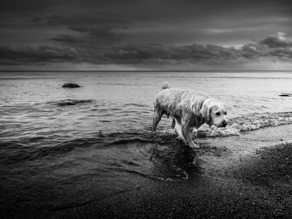 The Long Journey Home von Russell Gonsalves