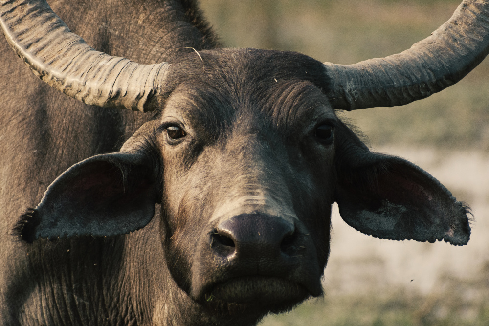 buff von Ryan Braxton