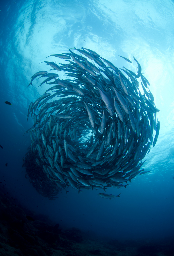 fish tornado von Ryan Y Lin