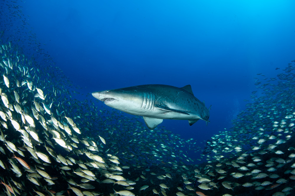 Ocean king von Ryan Y Lin