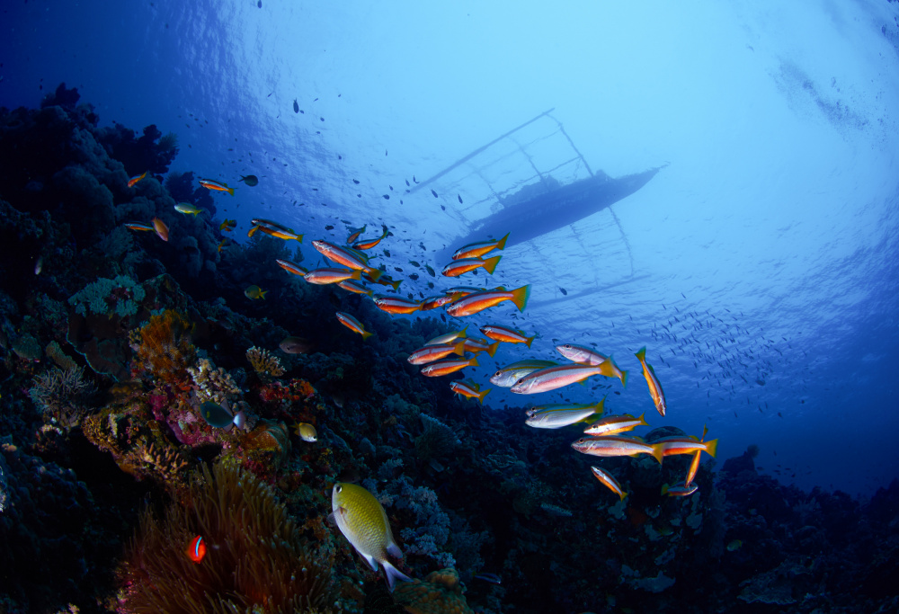 Under The Boat von Ryan Y Lin