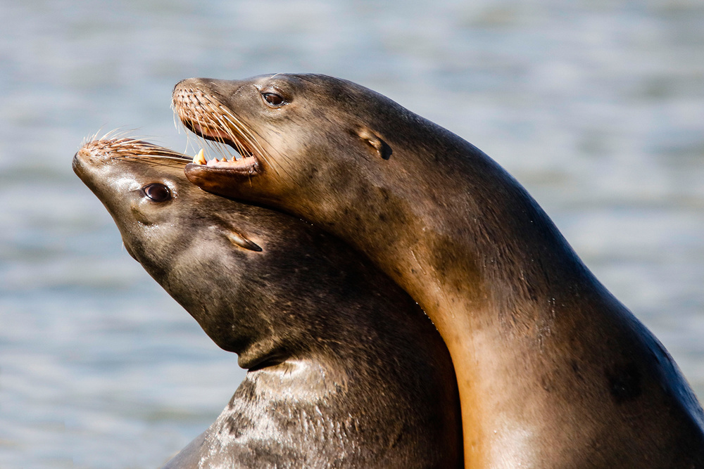 Physical Affection von Ryu Shin Woo