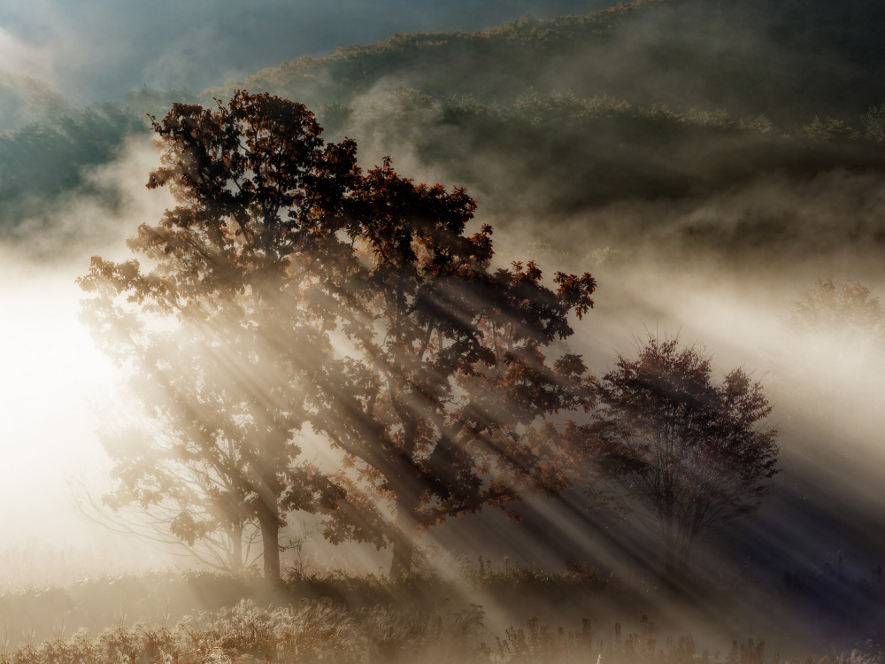 beam of light von Ryuji Obata