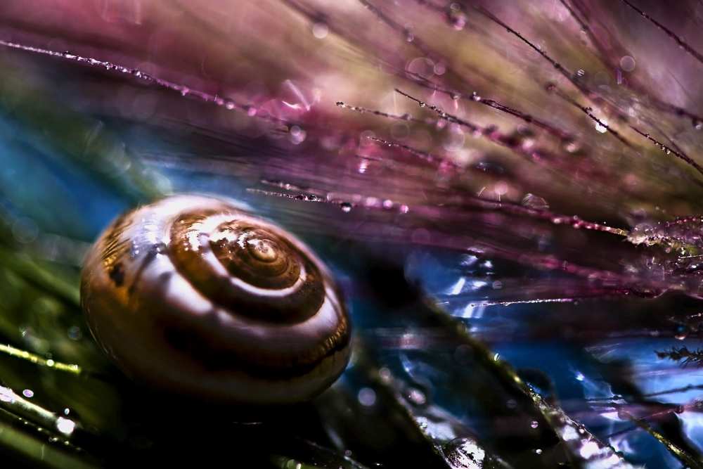 Untitled von S. Amer