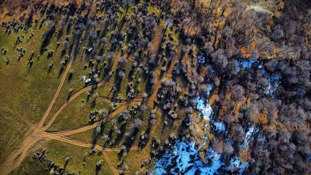 Tree of life von Saeed Keramati