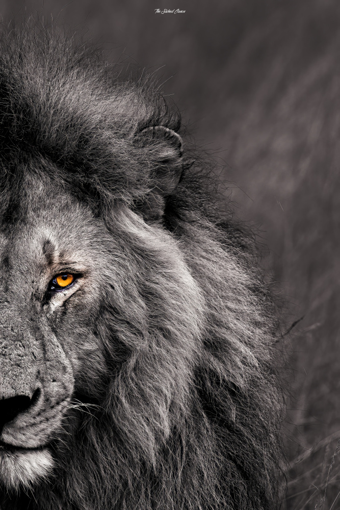 The Kings Stare von Saikiran Bhagavatula