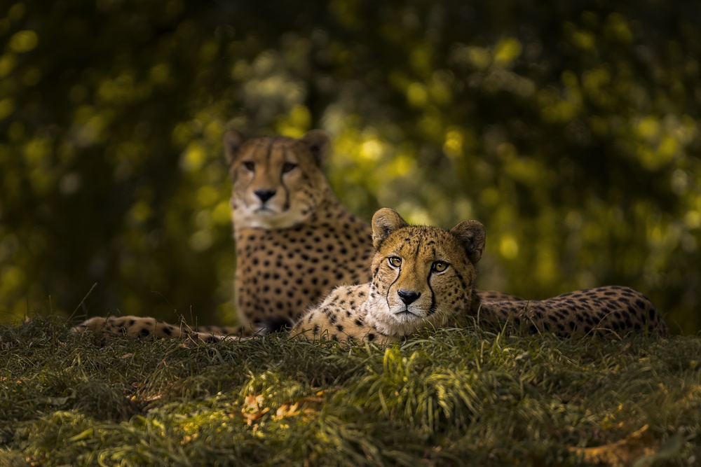 Cheetah Couple von Sake van Pelt