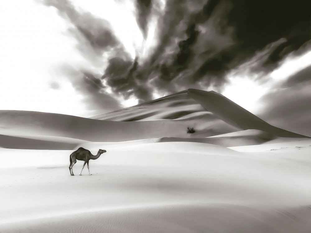 Camel and Dune von Saleem G Alfidi