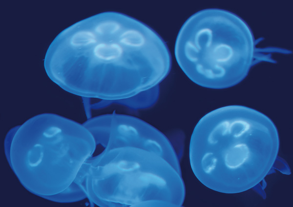 Quallen von Salih Külcü