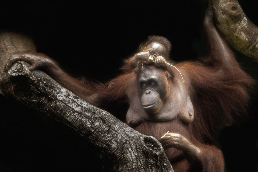 Cute baby von Sally Widjaja