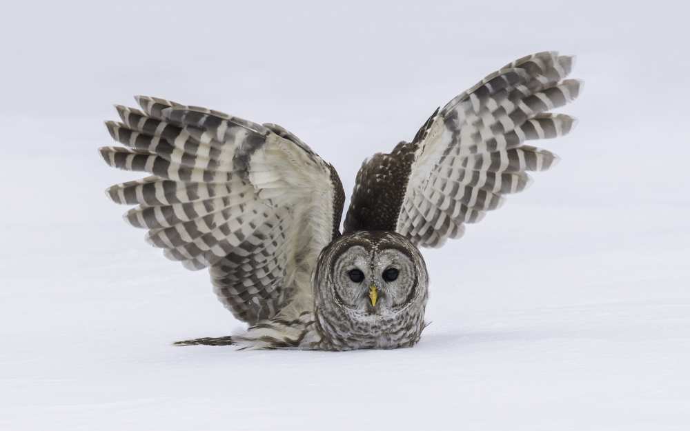 How do you like my wings von salman a